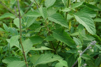 毛萼香茶菜的功效與作用、禁忌和食用方法