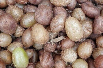 馬騮卵的功效與作用、禁忌和食用方法