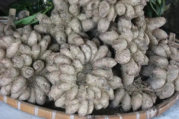 九爪芋的功效與作用、禁忌和食用方法