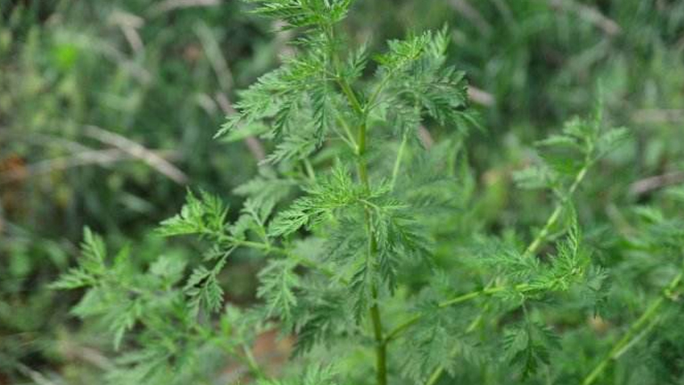 黃蒿的功效與作用、禁忌和食用方法