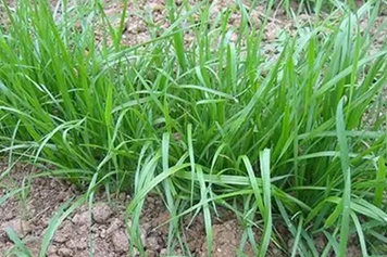 麥草的功效與作用、禁忌和食用方法