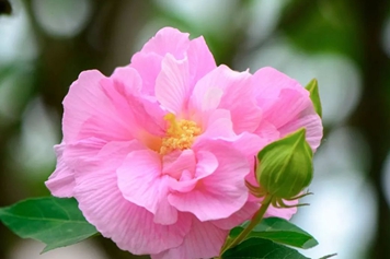 芙蓉的功效與作用、禁忌和食用方法