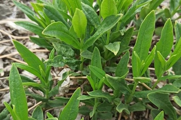 雞腸菜的功效與作用、禁忌和食用方法