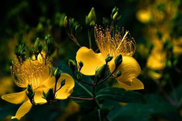 金絲梅的功效與作用、禁忌和食用方法