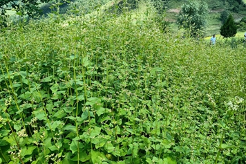 苦蕎菜的功效與作用、禁忌和食用方法