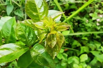 苦刺頭的功效與作用、禁忌和食用方法