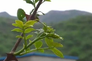 花椒樹芽的功效與作用、禁忌和食用方法