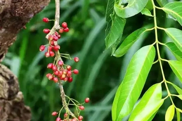 水榕樹的功效與作用、禁忌和食用方法