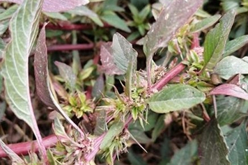 紅刺莧菜的功效與作用、禁忌和食用方法