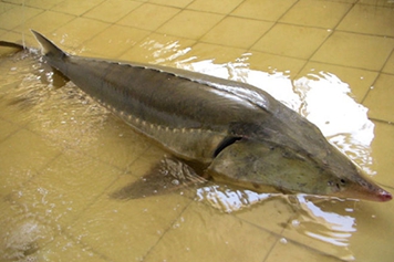 鱘鰉魚的功效與作用、禁忌和食用方法