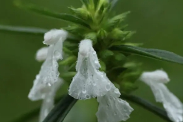 蜂巢草的功效與作用、禁忌和食用方法