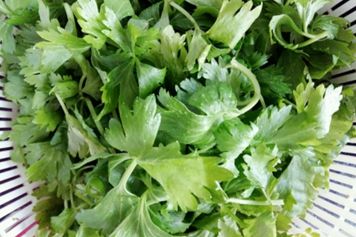 西芹葉子的功效與作用、禁忌和食用方法