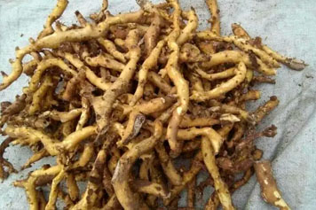 泡地龍的功效與作用、禁忌和食用方法