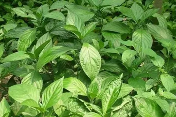 新鮮板藍根的功效與作用、禁忌和食用方法