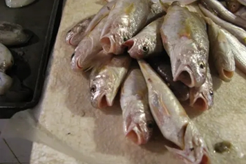 牛抄魚的功效與作用、禁忌和食用方法