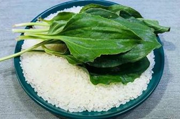 車前草和大米一起炒的功效與作用、禁忌和食用方法