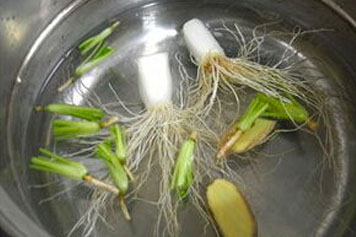 香菜根和蔥根生薑一起煮水的功效與作用、禁忌和食用方法
