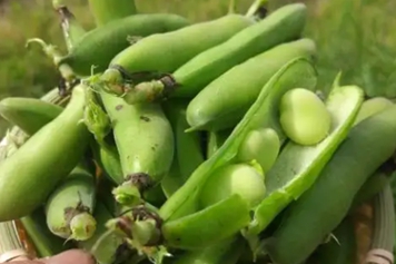 新鮮蠶豆皮的功效與作用、禁忌和食用方法