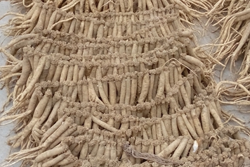 文元的功效與作用、禁忌和食用方法