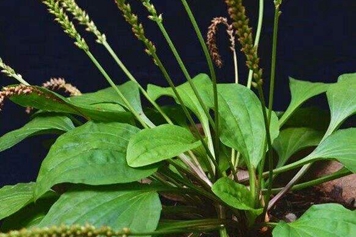 豬肚菜的功效與作用、禁忌和食用方法
