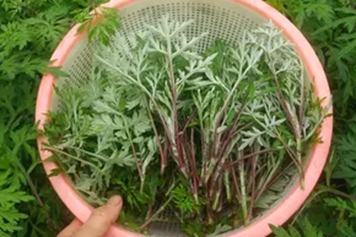 紅梗艾葉的功效與作用、禁忌和食用方法