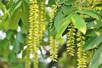 楓楊的功效與作用、禁忌和食用方法