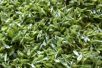 高山雲霧茶的功效與作用、禁忌和食用方法