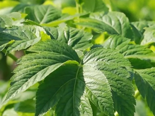 明日葉茶的功效與作用、禁忌和食用方法