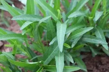 野空心菜的功效與作用、禁忌和食用方法