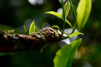 喬木茶的功效與作用、禁忌和食用方法