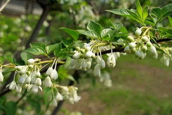 雨花菜的功效與作用、禁忌和食用方法