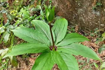 重樓七葉一枝花的功效與作用、禁忌和食用方法