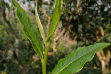 三枝茶的功效與作用、禁忌和食用方法