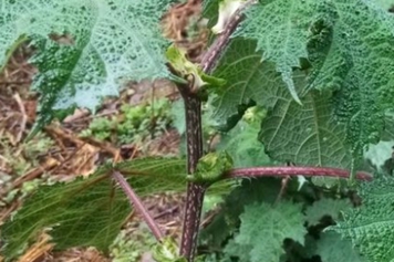 紅蕁麻的功效與作用、禁忌和食用方法