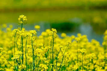 蕓苔的功效與作用、禁忌和食用方法