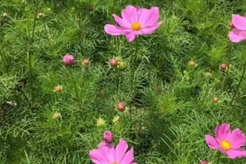 智慧花的功效與作用、禁忌和食用方法