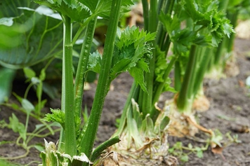 根芹菜的功效與作用、禁忌和食用方法