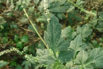 割鼻草的功效與作用、禁忌和食用方法