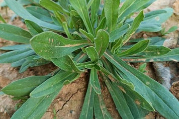 野波菜的功效與作用、禁忌和食用方法