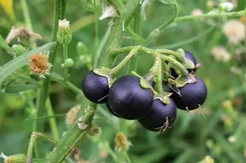 白花菜果實的功效與作用、禁忌和食用方法