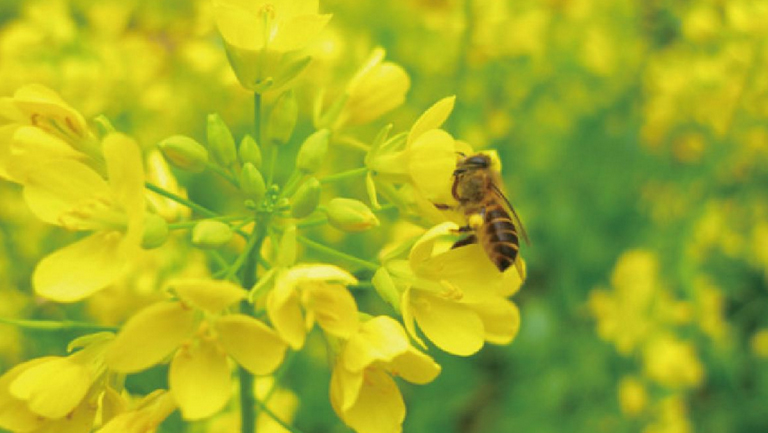 芥花油的功效與作用、禁忌和食用方法