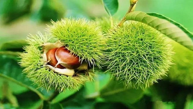 毛栗子的功效與作用、禁忌和食用方法