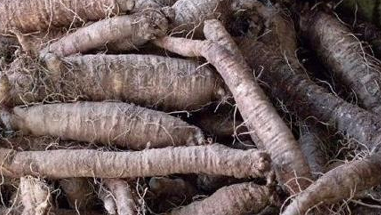 山胡蘿卜的功效與作用、禁忌和食用方法