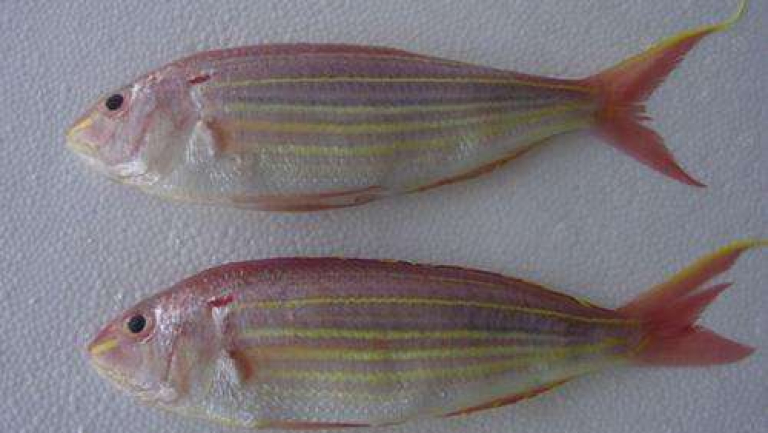 金線魚的功效與作用、禁忌和食用方法