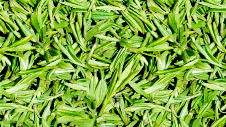 毛尖茶葉的功效與作用、禁忌和食用方法