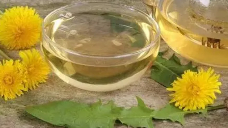 蒲公英加菊花茶的功效與作用、禁忌和食用方法