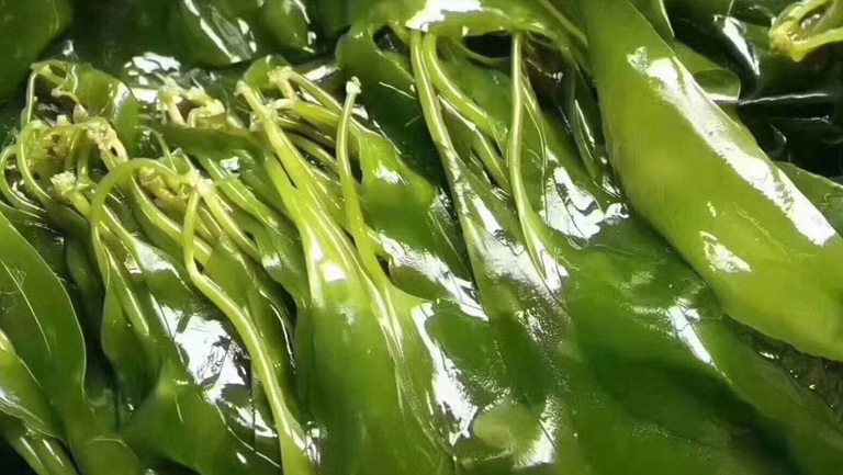 海帶苗的功效與作用、禁忌和食用方法