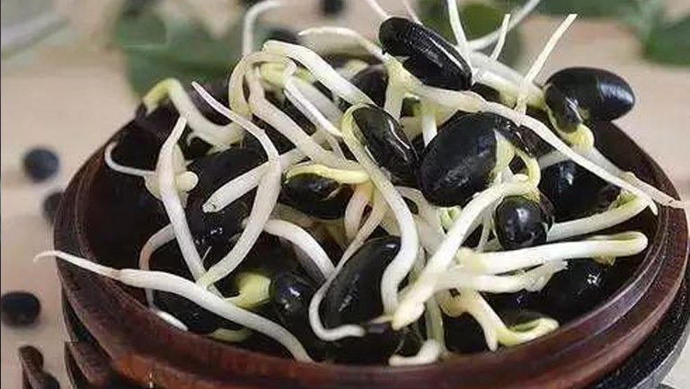 黑豆芽的功效與作用、禁忌和食用方法