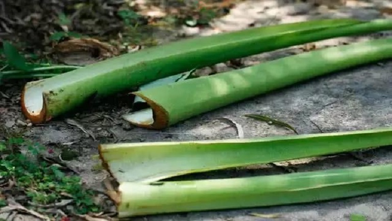 荷梗的功效與作用、禁忌和食用方法