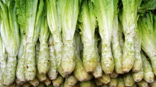 萵苣的功效與作用、禁忌和食用方法